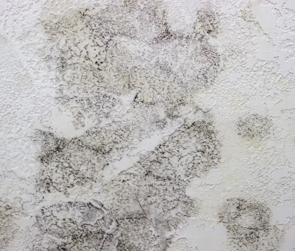 TECNIASIST---Hongos-en-la-Parded